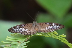 Tanaecia pelea