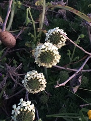 Glandularia sulphurea