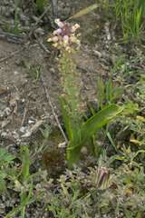 Lachenalia pallida