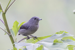 Melaenornis fischeri