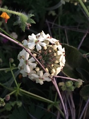 Glandularia sulphurea