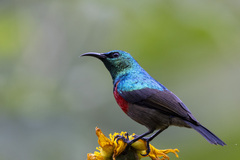 Cinnyris reichenowi reichenowi