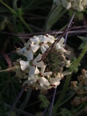 Glandularia sulphurea