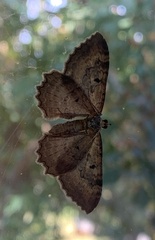Rheumaptera meadii