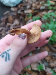 Galerina marginata