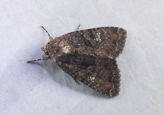 Noctuidae