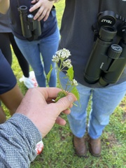 Mikania scandens