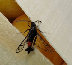 Synanthedon rubrofascia