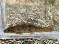 Catostomus columbianus