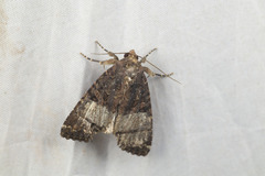 Noctuidae