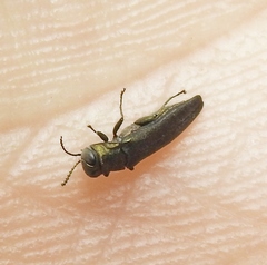 Agrilus