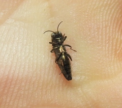 Agrilus