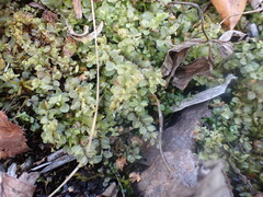 Plagiomnium cuspidatum