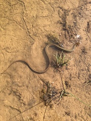 Thamnophis sirtalis pallidulus