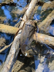 Lethocerus americanus