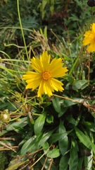 Coreopsis lanceolata