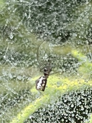 Frontinella pyramitela