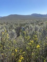 Bradypodion gutturale