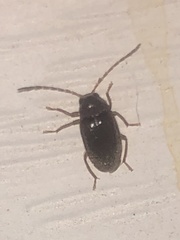 Ptilodactyla