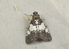 Noctuidae
