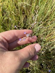 Limonium carolinianum