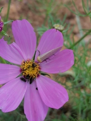 Chrysoecia thoracica