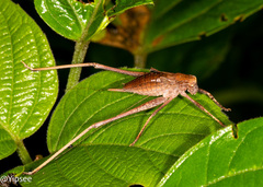 Mecopoda elongata
