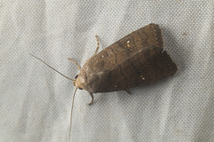 Athetis stellata