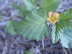 Malvastrum coromandelianum