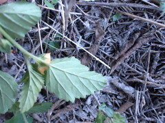 Malvastrum coromandelianum