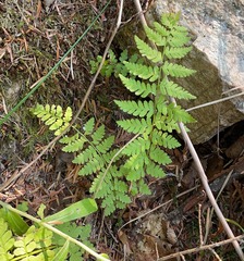 Dryopteris