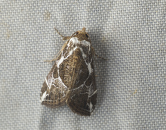 Noctuidae