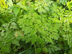Anthriscus sylvestris