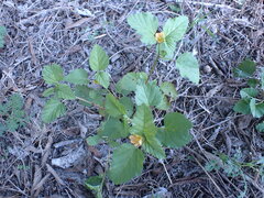 Malvastrum coromandelianum