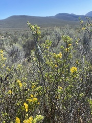 Bradypodion gutturale