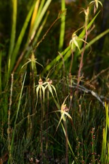 Caladenia orientalis
