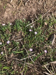 Spergularia rubra