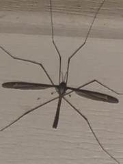 Tipula furca