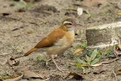 Furnarius leucopus