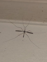 Tipula furca