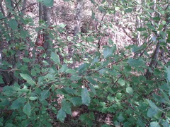 Populus