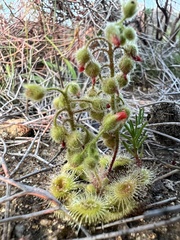 Drosera glanduligera