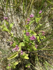 Pluchea odorata