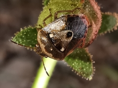 Stagonomus bipunctatus