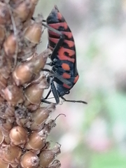 Spilostethus saxatilis