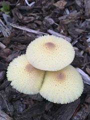 Leucocoprinus