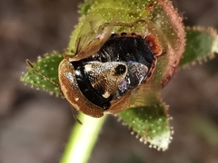 Stagonomus bipunctatus