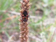 Spilostethus saxatilis