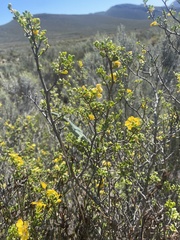 Bradypodion gutturale