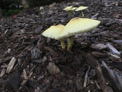 Leucocoprinus